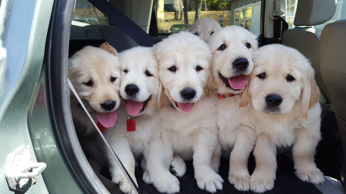 Salty Dogs Golden Retriever Puppies Home